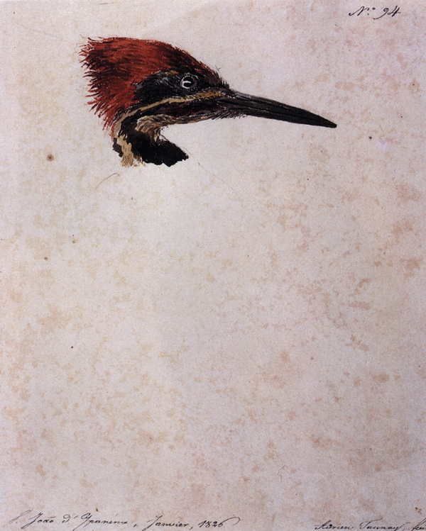 Esta imagem é uma pintura. Título: Dryocopus Lineatus Lennaeus (Pica-pau de cabeça vermelha), 1766. Autor: Aimé-Adrien Taunay. Técnica: Aquarela sobre papel. A pintura apresenta cabeça de pássaro pica-pau em tons de preto, amarelo e vermelho na região superior do papel. Lê-se inscrição com número noventa e quatro na região superior direita. Abaixo, no canto inferior esquerdo lê-se inscrição indicando a localização onde a aquarela foi pintada e no canto inferior direito há a assinatura do autor.