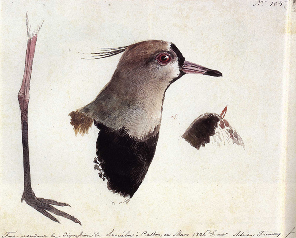 Esta imagem é uma pintura. Título: Vannelus chilensis Molina (Quero-Quero), 1782. Autor: Aimé-Adrien Taunay. Técnica: Aquarela sobre papel.A imagem apresenta cabeça, uma pata e uma asa, de um pássaro Quero-Quero, lado a lado, em tons de cinza, amarelo e vermelho. Lê- se número cento e sessenta e cinco na região superior direita. Lê-se também inscrição em francês na região inferior do papel. Esta imagem é uma pintura.