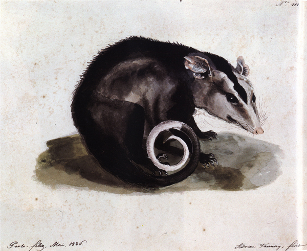 Título: Didelphis albiventris Lund (Gambé, saruê ou sariguê), 1840. Autor: Aimé-Adrien Taunay. Técnica: Aquarela sobre papel. A imagem apresenta um gambá em tons de preto e branco sobre a sua própria sombra. O roedor mantém sua cauda enrolada enquanto olha para o espectador. Lê-se número cento e onze no canto superior direito. Lê-se também inscrição indicando onde e quando a aquarela foi pintada no canto inferior esquerdo, em oposição a assinatura do autor no canto inferior direito.